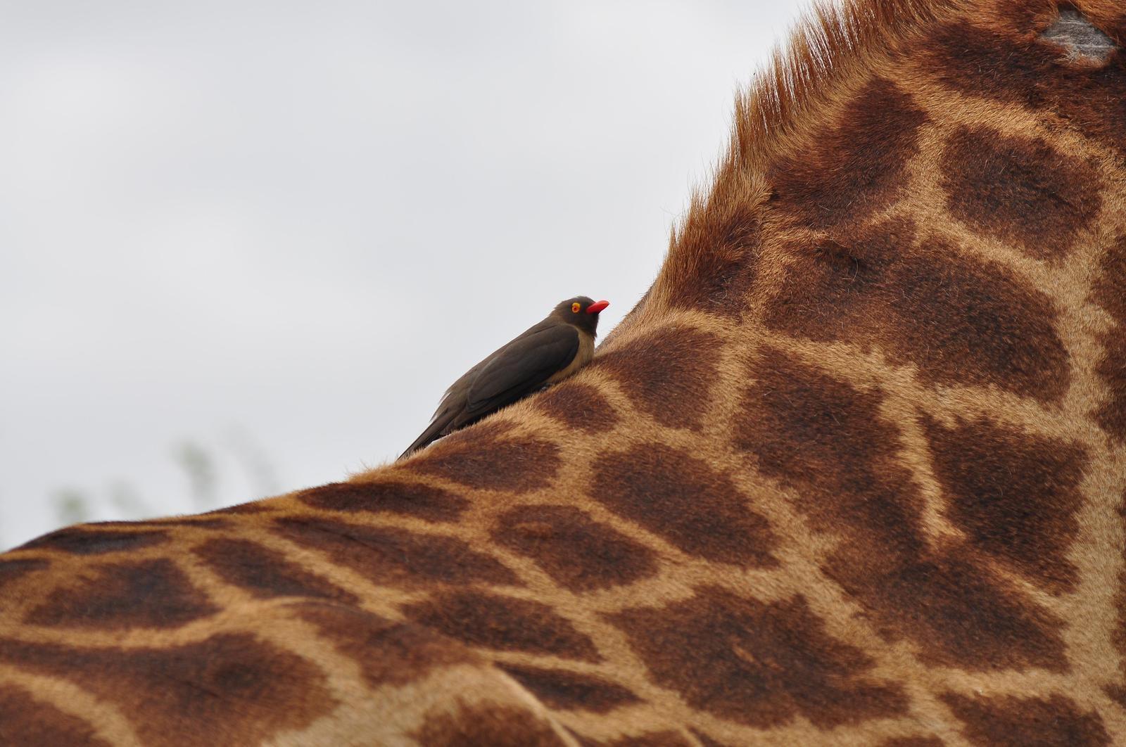 Red-billed Oxpecker Photo by Stef Stevens