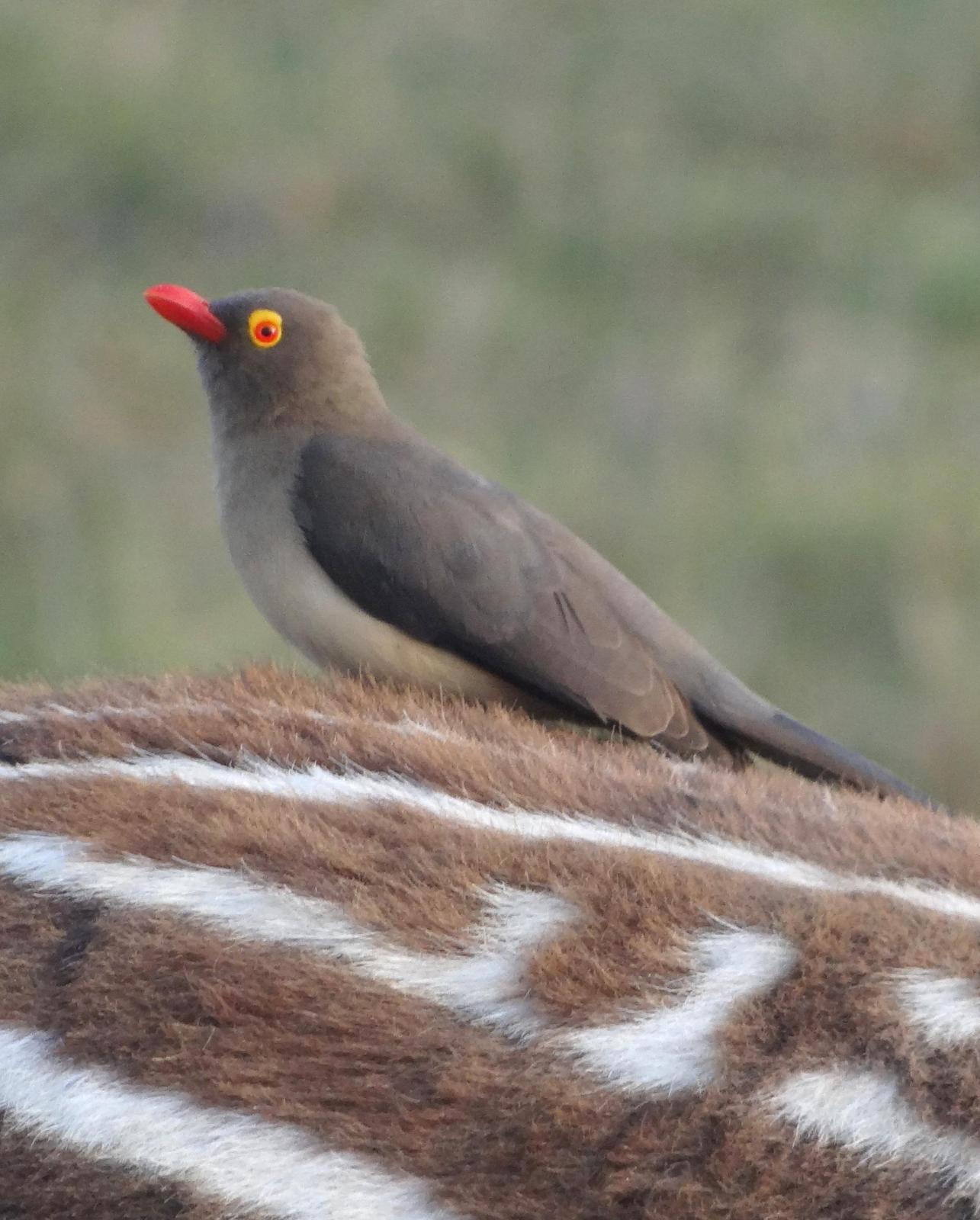 Red-billed Oxpecker Photo by Todd A. Watkins