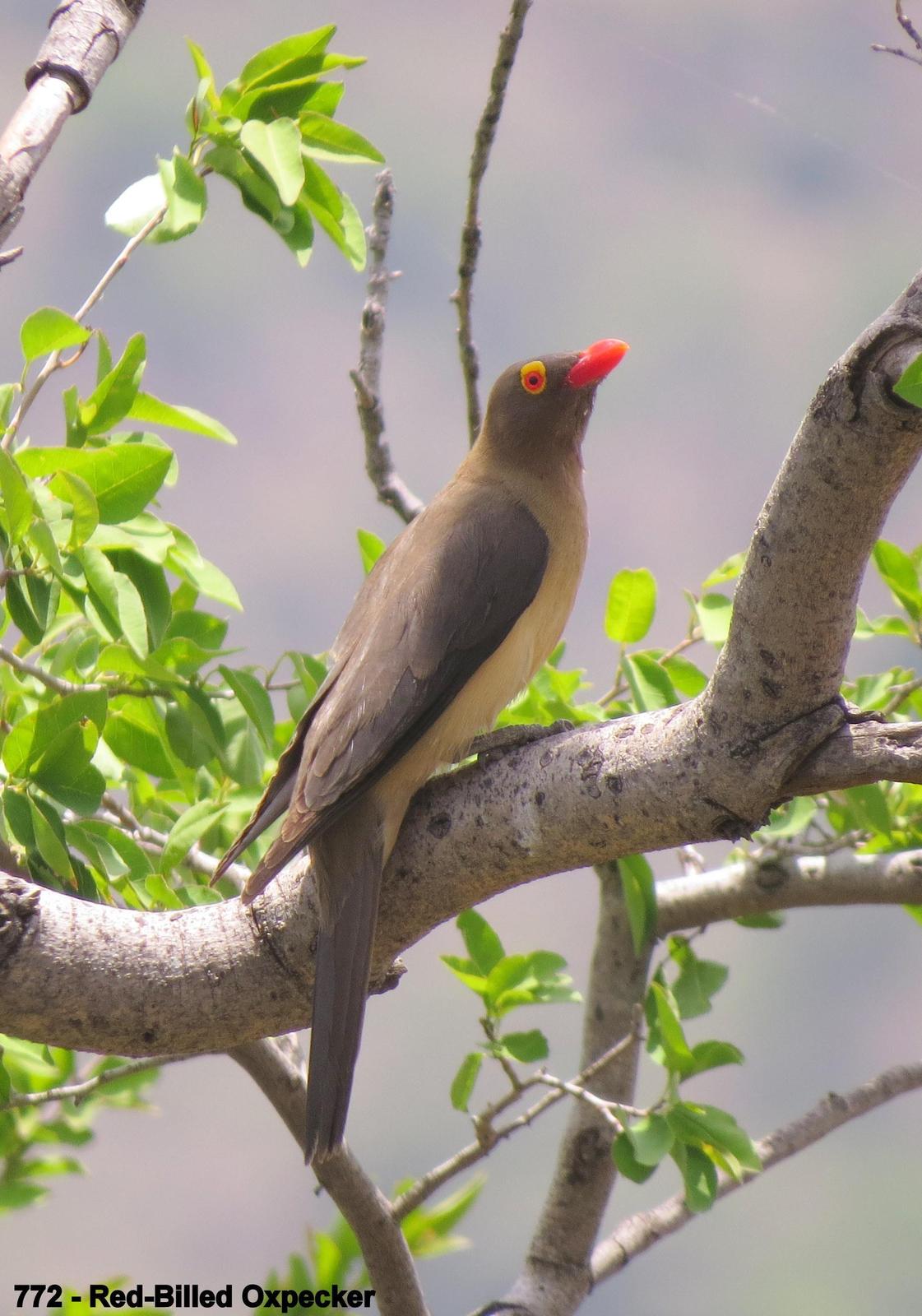 Red-billed Oxpecker Photo by Richard  Lowe