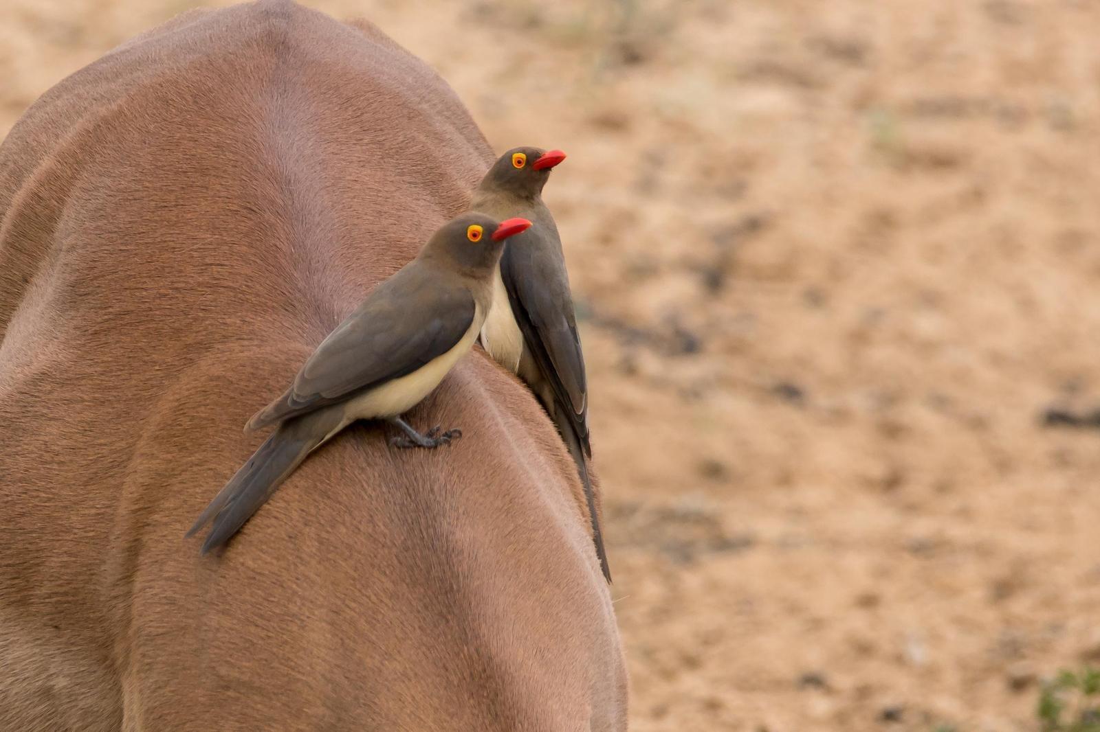 Red-billed Oxpecker Photo by Gerald Hoekstra