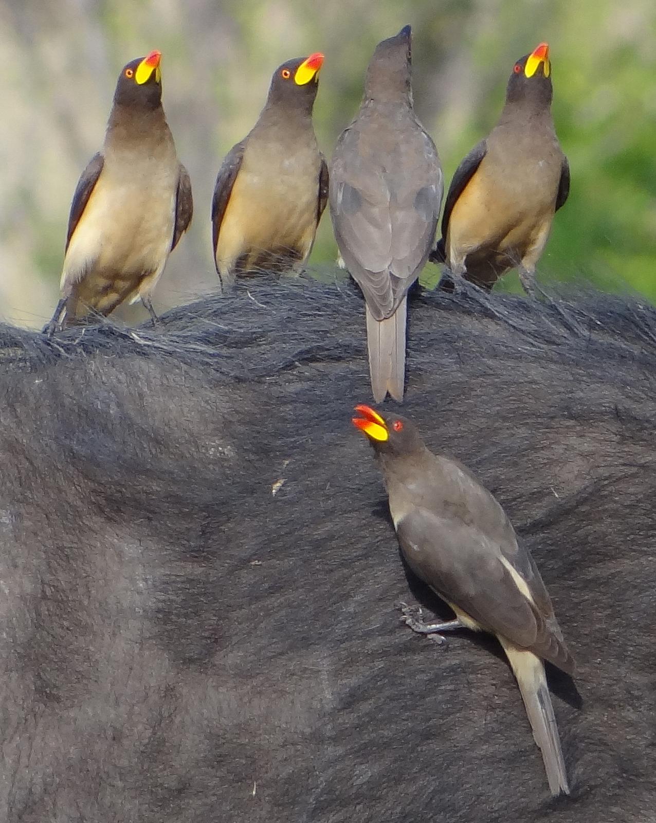 Yellow-billed Oxpecker Photo by Todd A. Watkins