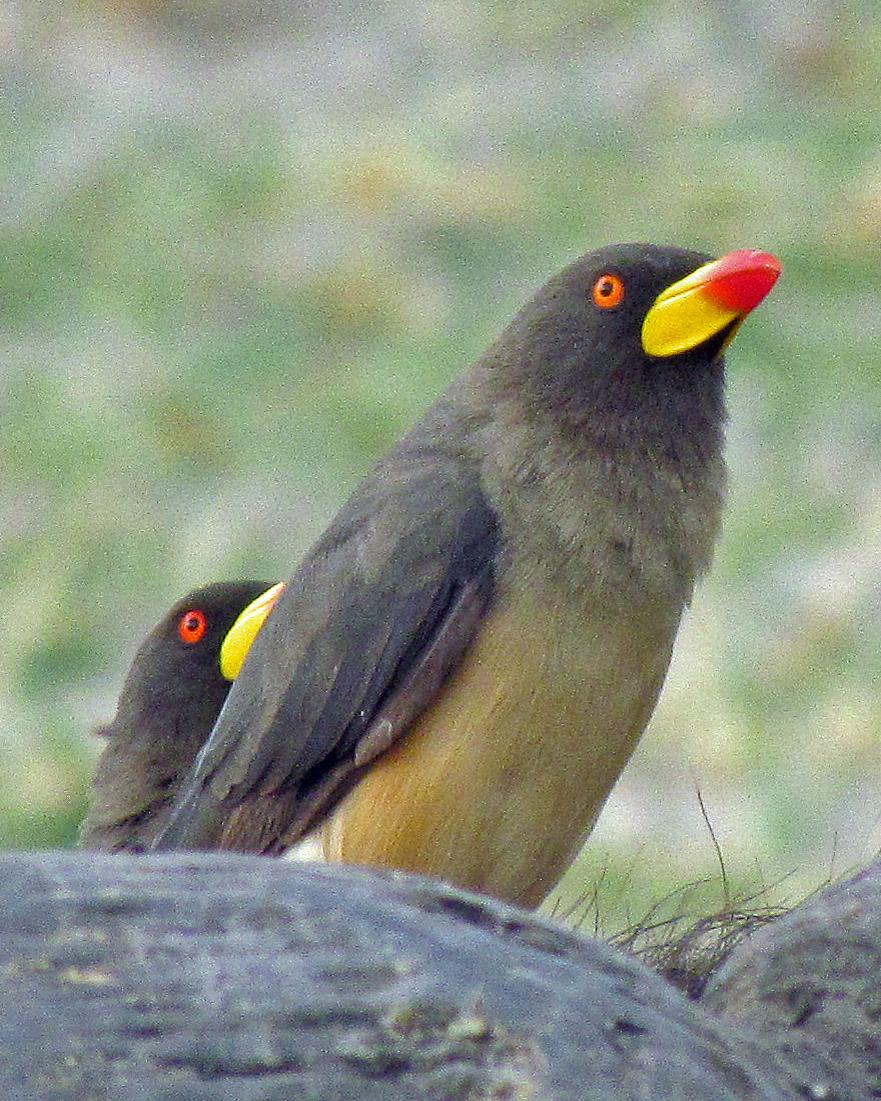 Yellow-billed Oxpecker Photo by Robert Polkinghorn