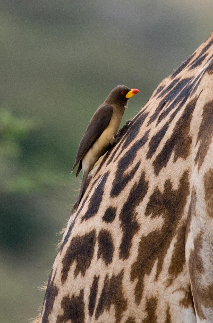 Yellow-billed Oxpecker Photo by Carol Foil
