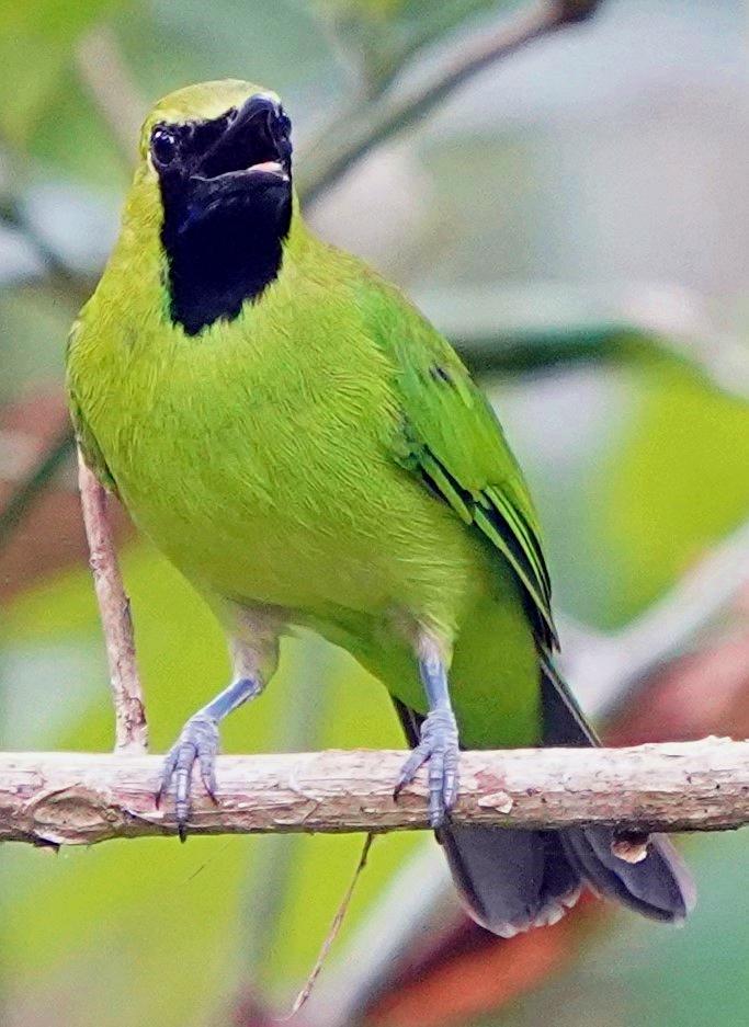 Greater Green Leafbird Photo by Steven Cheong