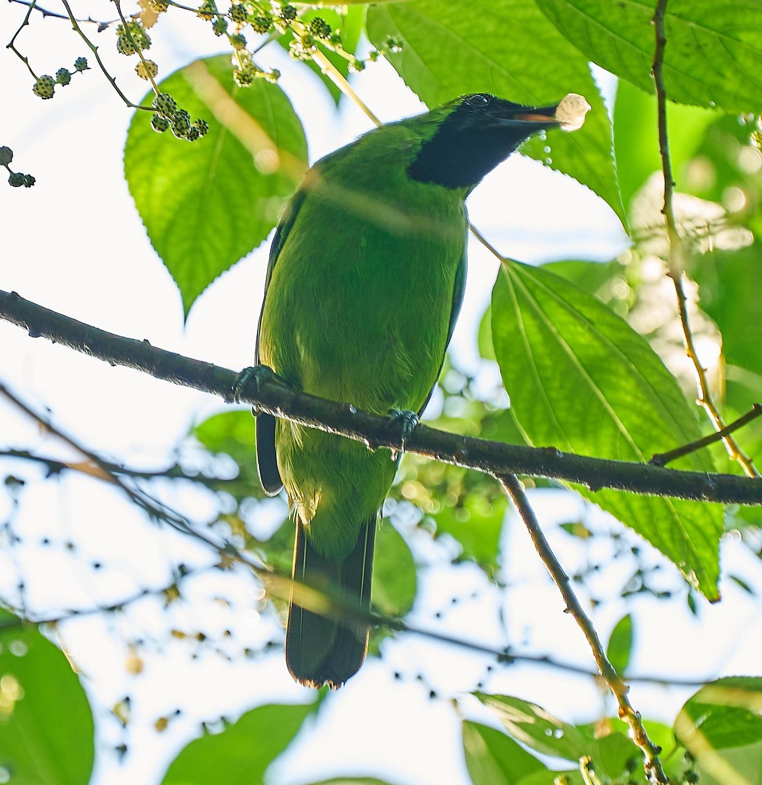 Greater Green Leafbird Photo by Steven Cheong
