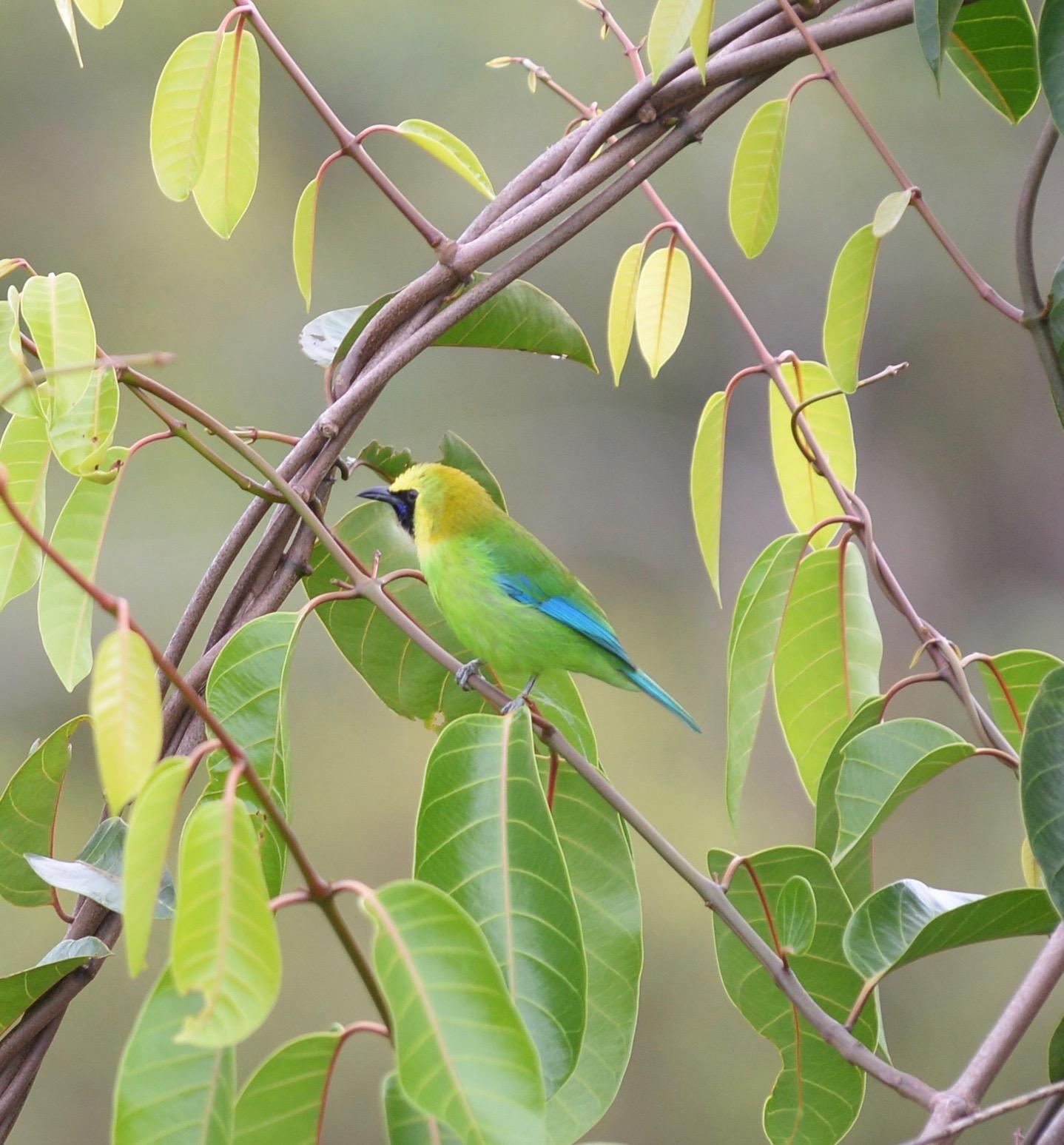 Blue-winged Leafbird Photo by marcel finlay