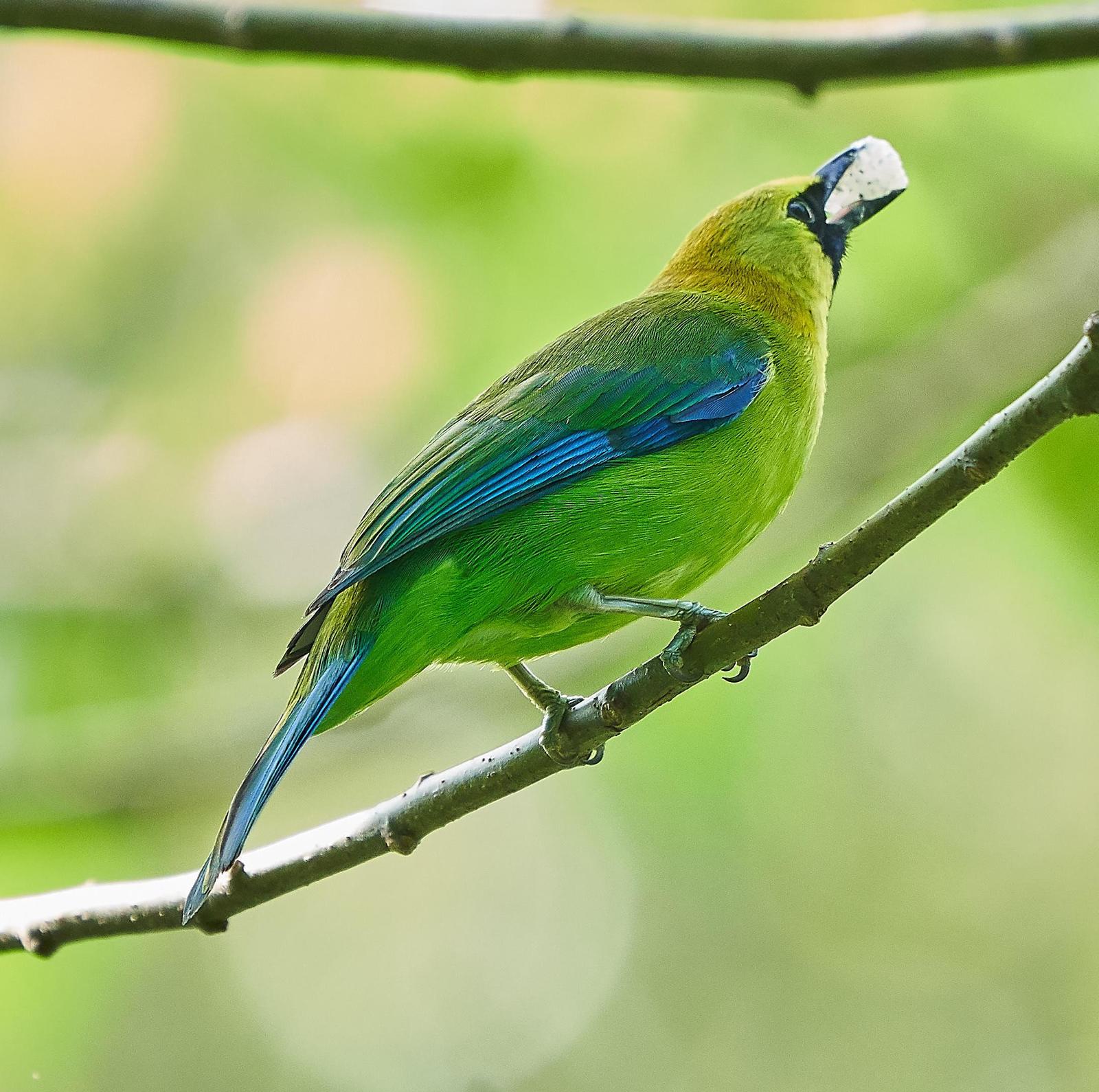 Blue-winged Leafbird Photo by Steven Cheong
