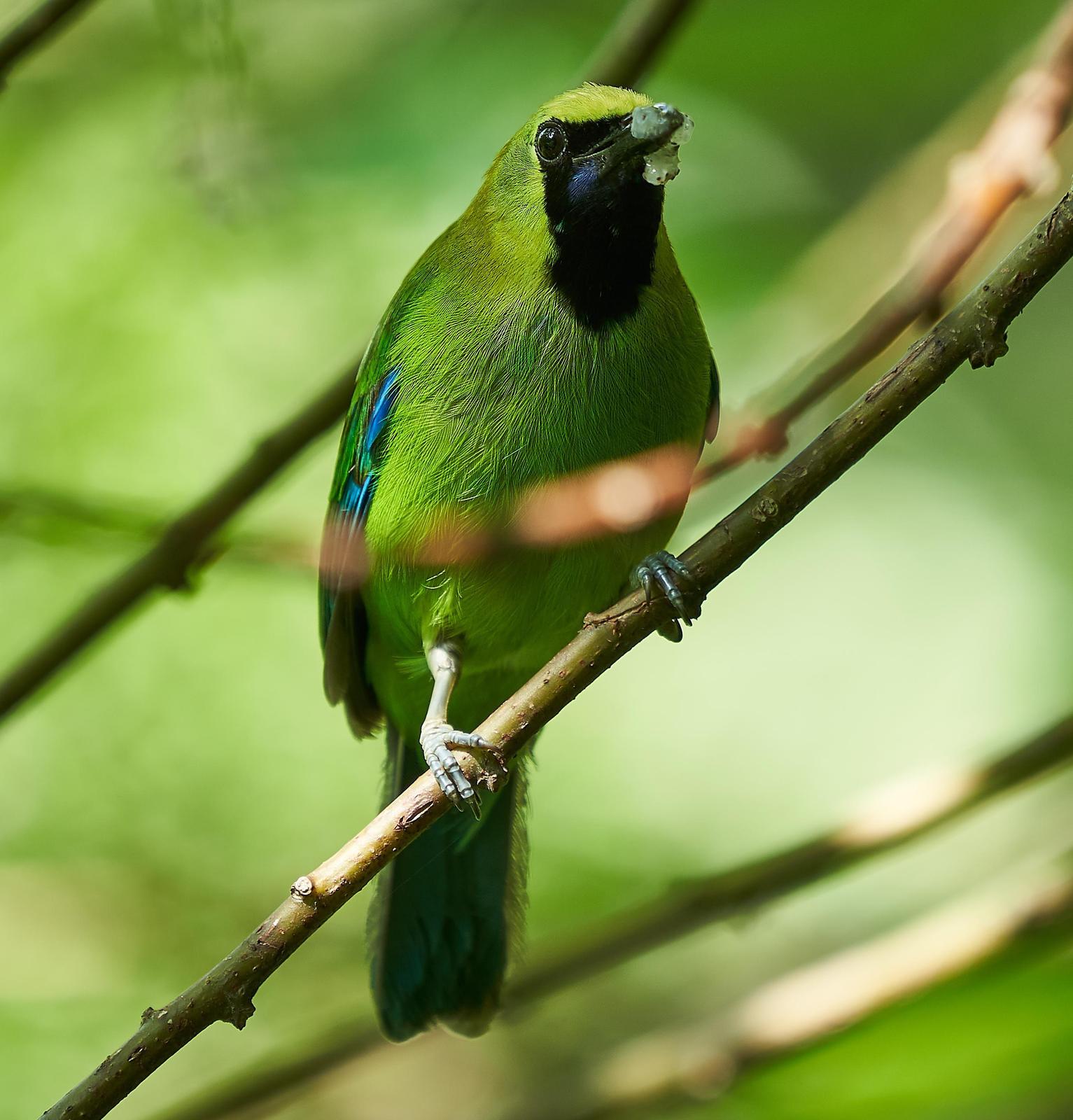 Blue-winged Leafbird Photo by Steven Cheong