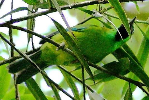Bornean Leafbird Photo by Lee Harding