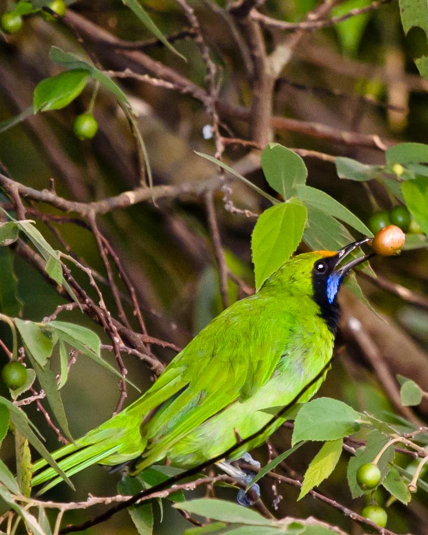 Golden-fronted Leafbird Photo by Rahul Kaushik