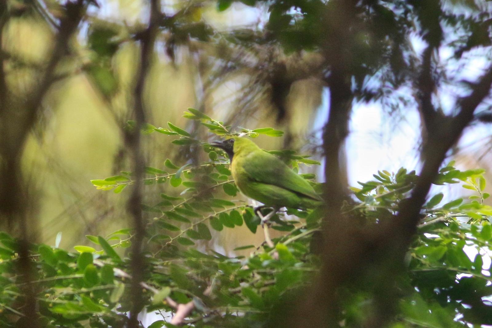 Sumatran Leafbird Photo by Oscar Johnson