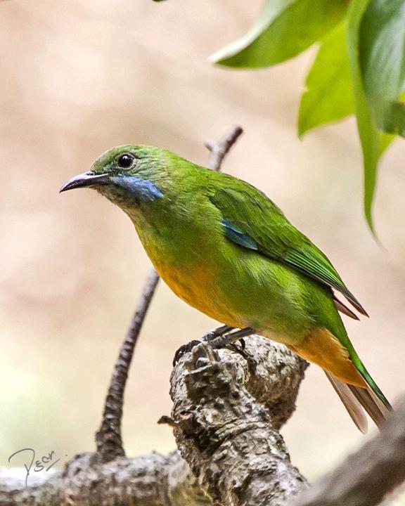 Orange-bellied Leafbird Photo by Rahul Kaushik