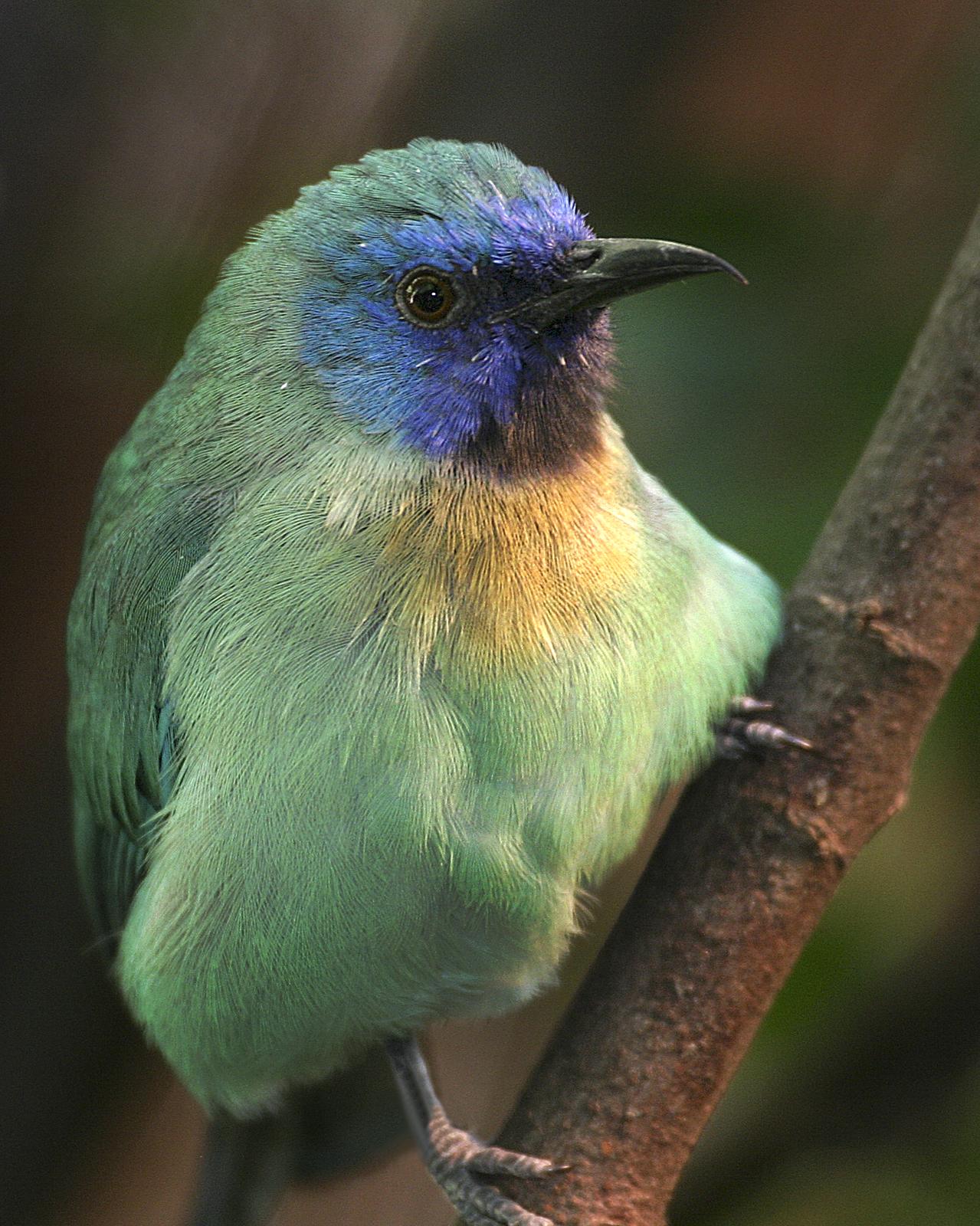 Blue-masked Leafbird Photo by Matthew P. Alexander