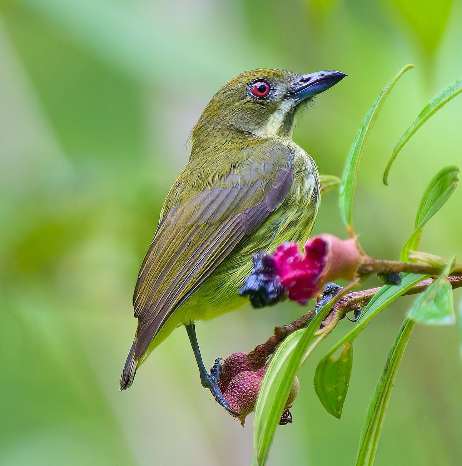 Yellow-breasted Flowerpecker Photo by Steven Cheong
