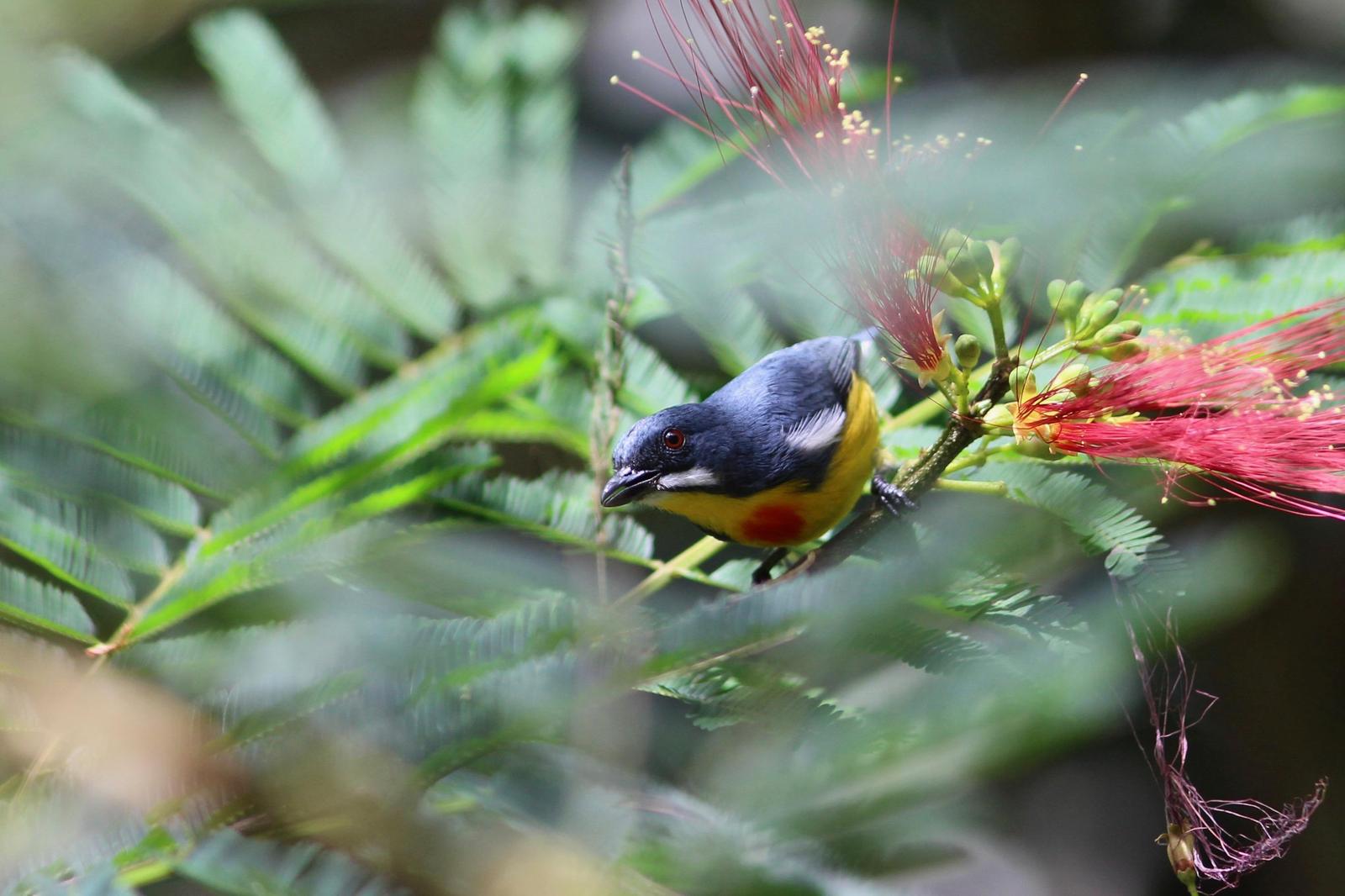 Crimson-breasted Flowerpecker Photo by Oscar Johnson