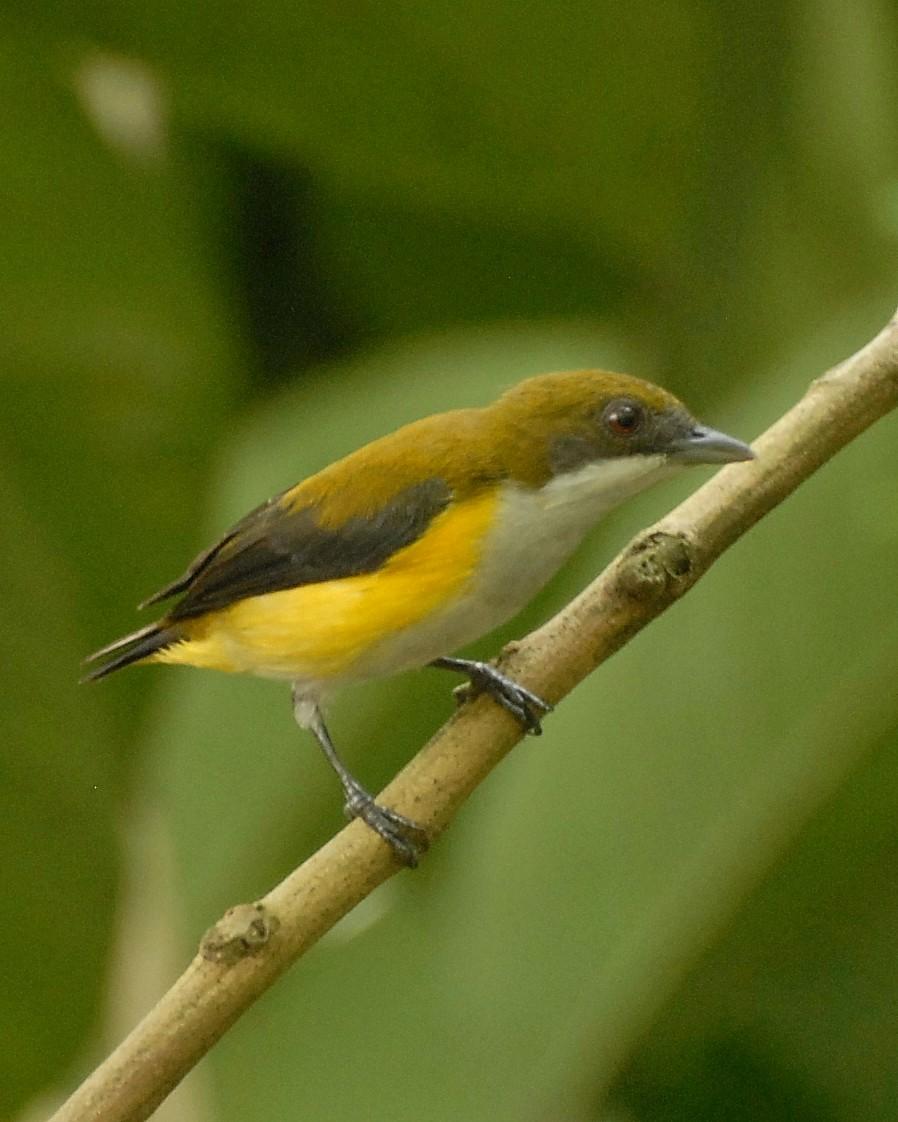 Yellow-sided Flowerpecker Photo by David Hollie