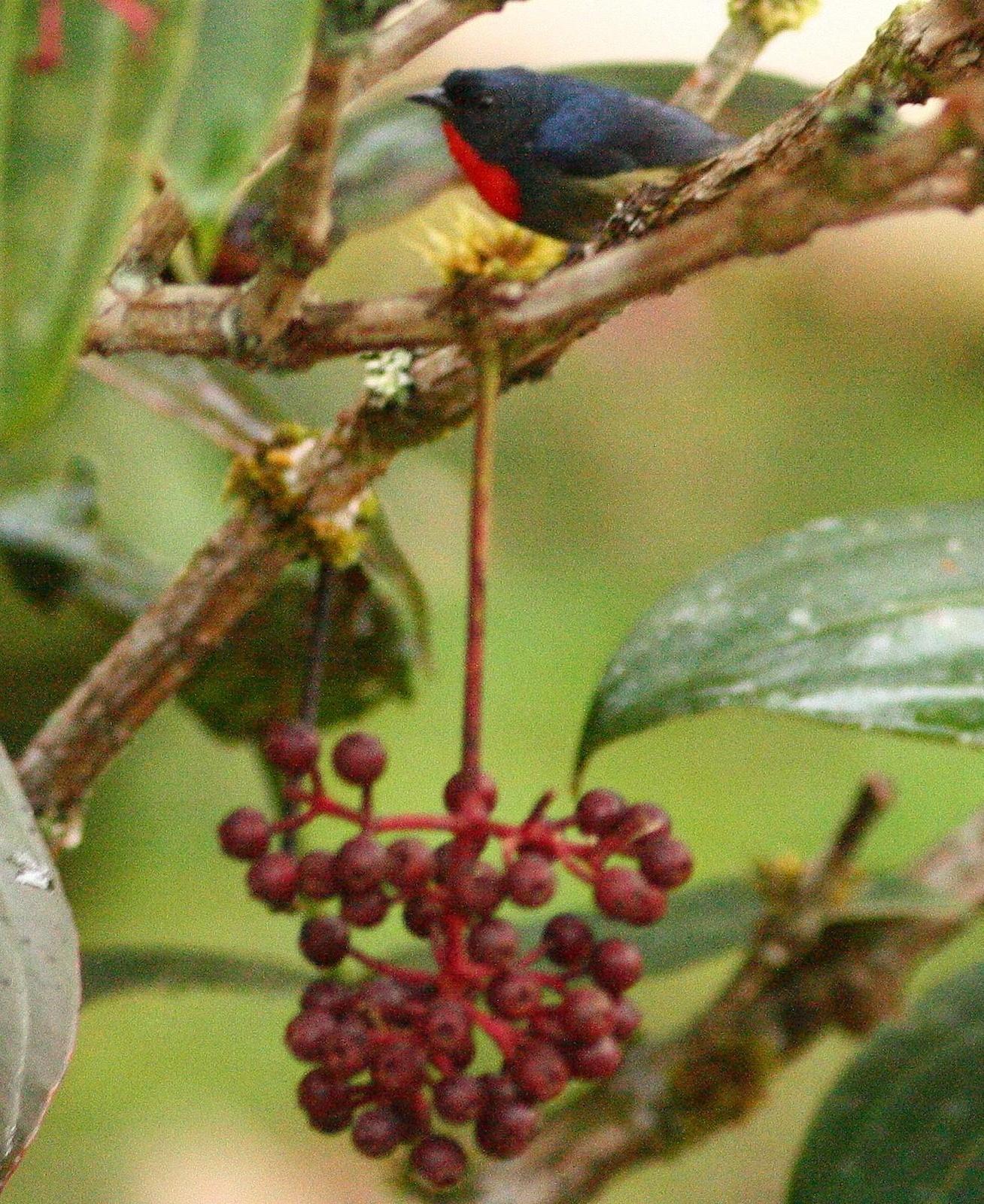Black-sided Flowerpecker Photo by Lee Harding