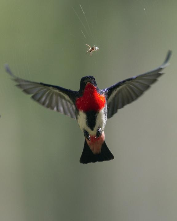 Mistletoebird Photo by Mat Gilfedder