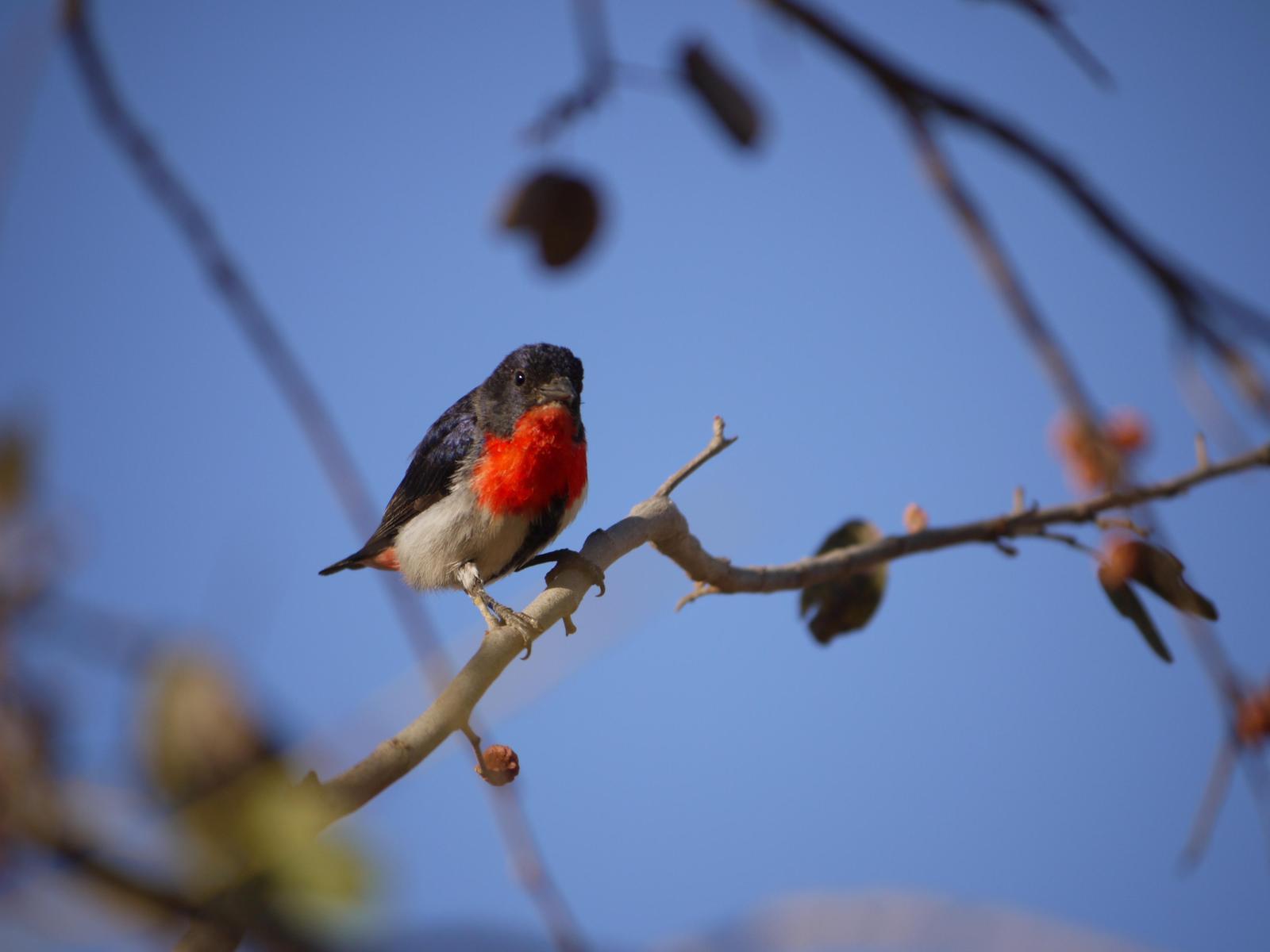 Mistletoebird Photo by Peter Lowe
