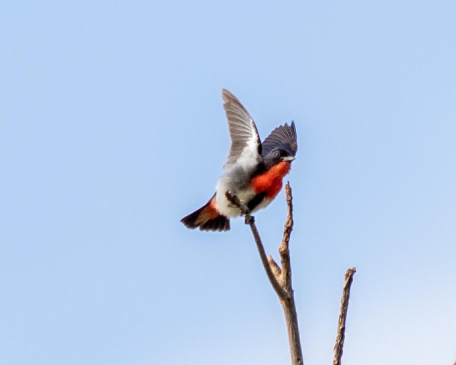 Mistletoebird Photo by Mark Baldwin