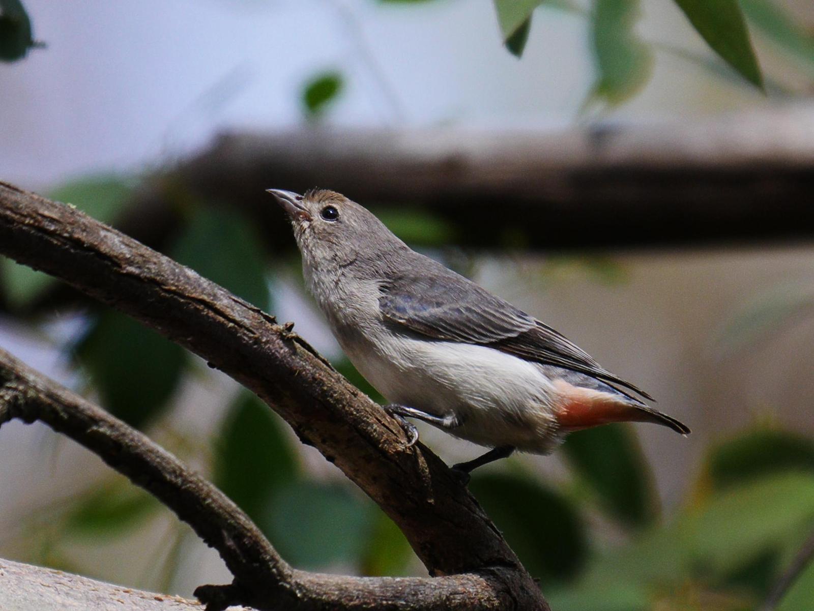 Mistletoebird Photo by Peter Lowe