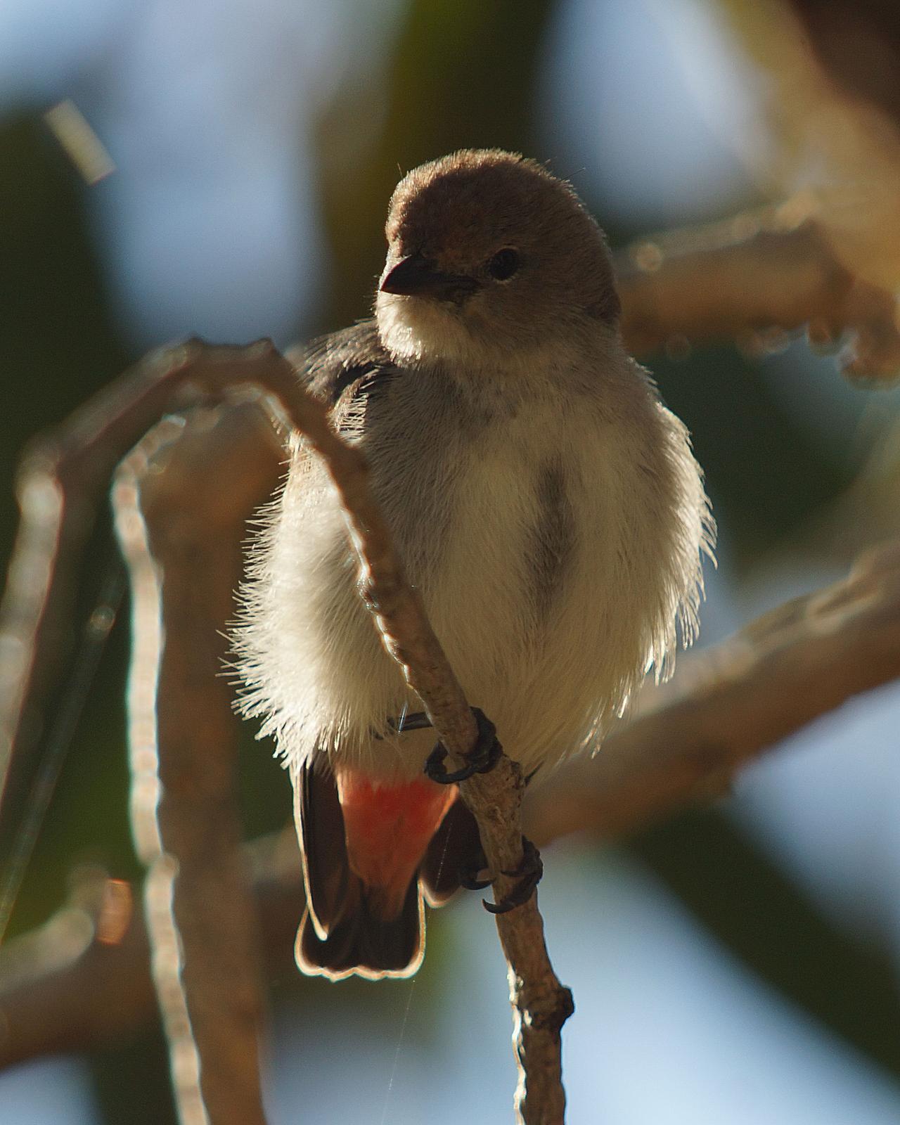 Mistletoebird Photo by Steve Percival