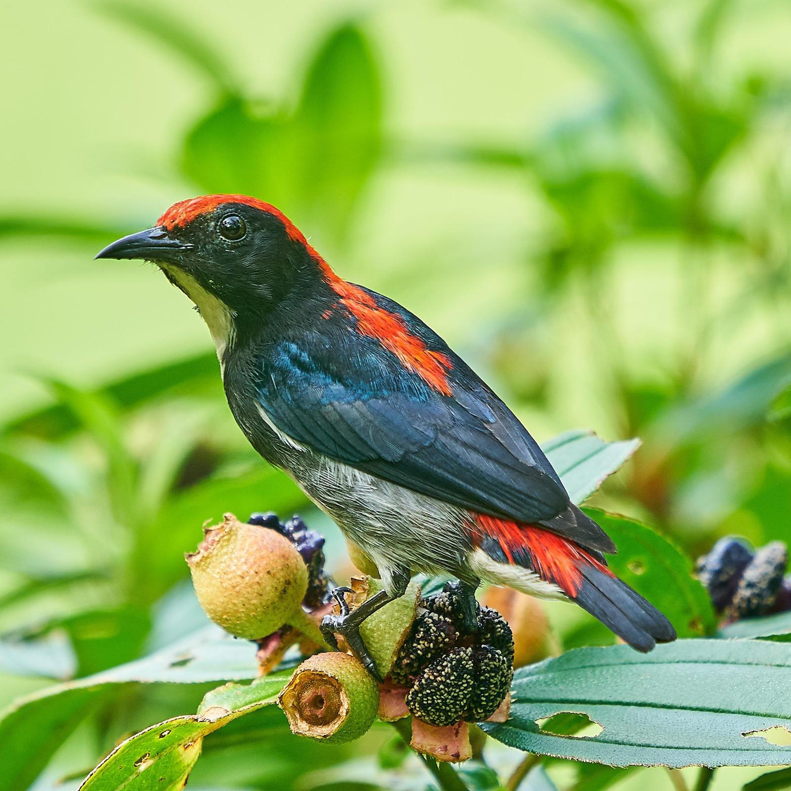 Scarlet-backed Flowerpecker Photo by Steven Cheong