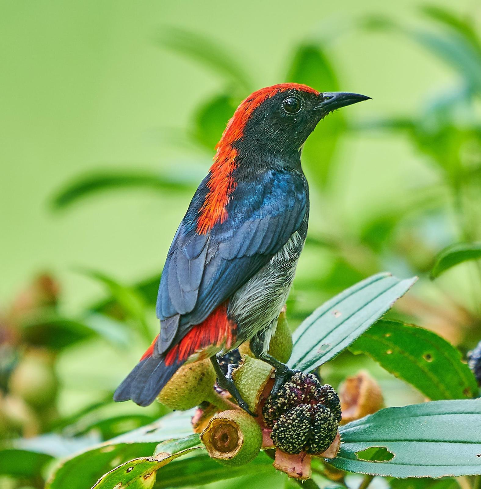 Scarlet-backed Flowerpecker Photo by Steven Cheong
