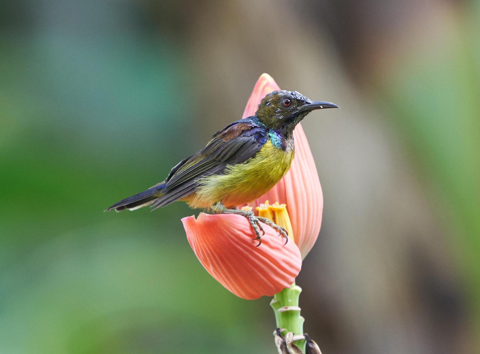 Brown-throated/Gray-throated Sunbird Photo by Steven Cheong