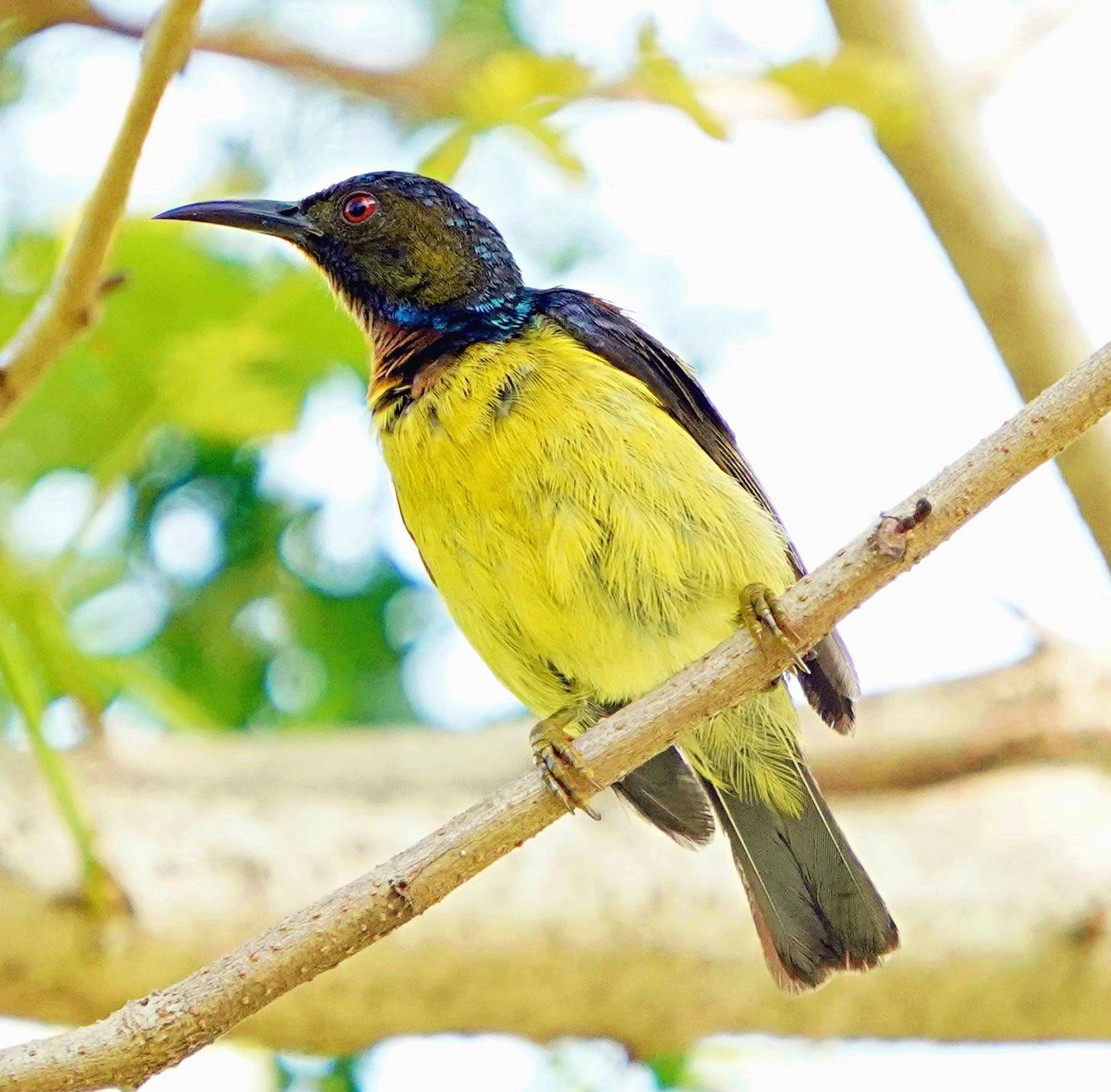 Brown-throated/Gray-throated Sunbird Photo by Steven Cheong
