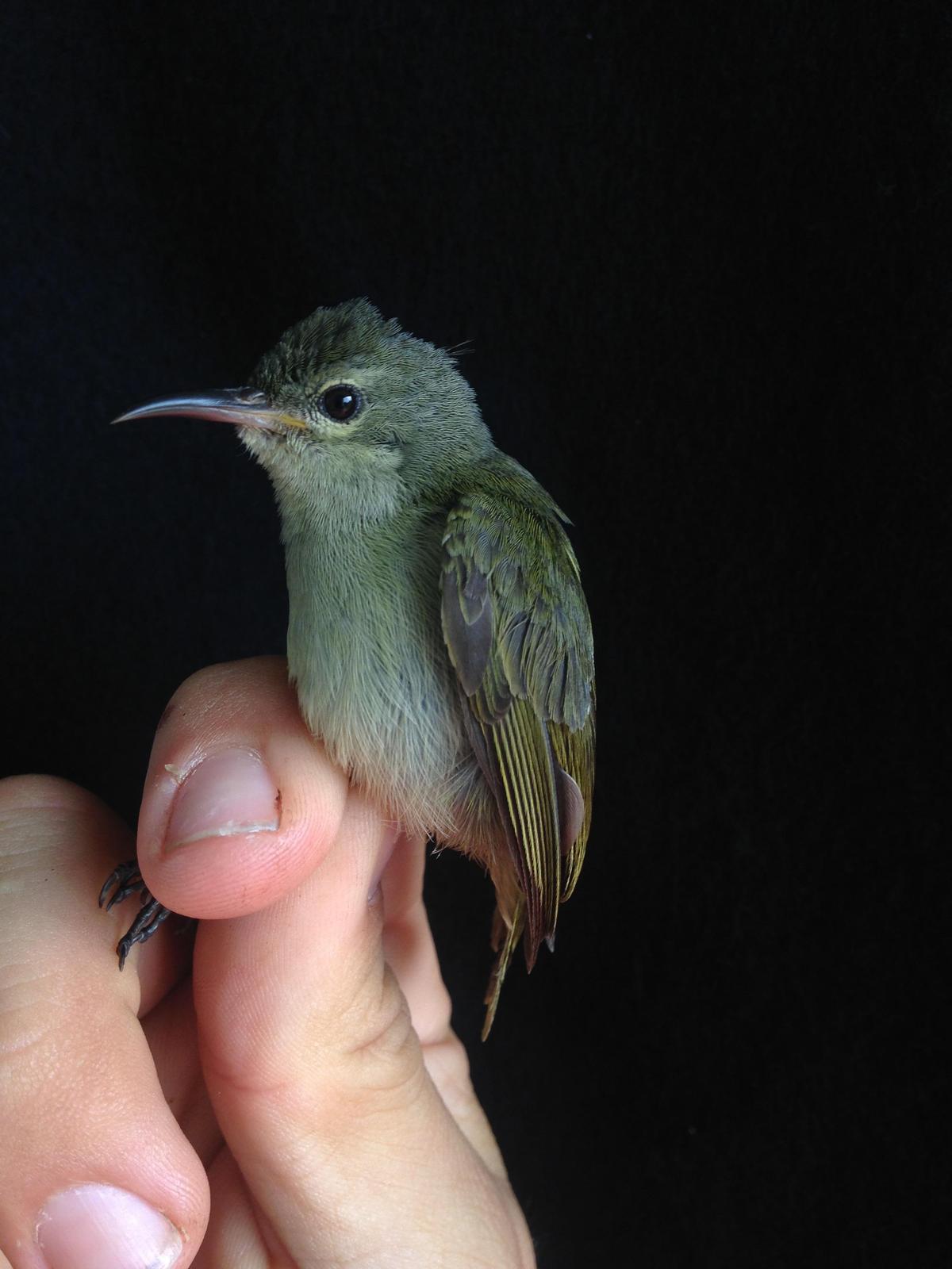 Little Green Sunbird Photo by Oscar Johnson