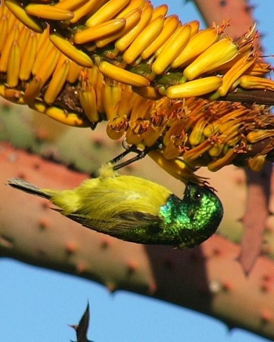 Collared Sunbird Photo by Richard  Lowe