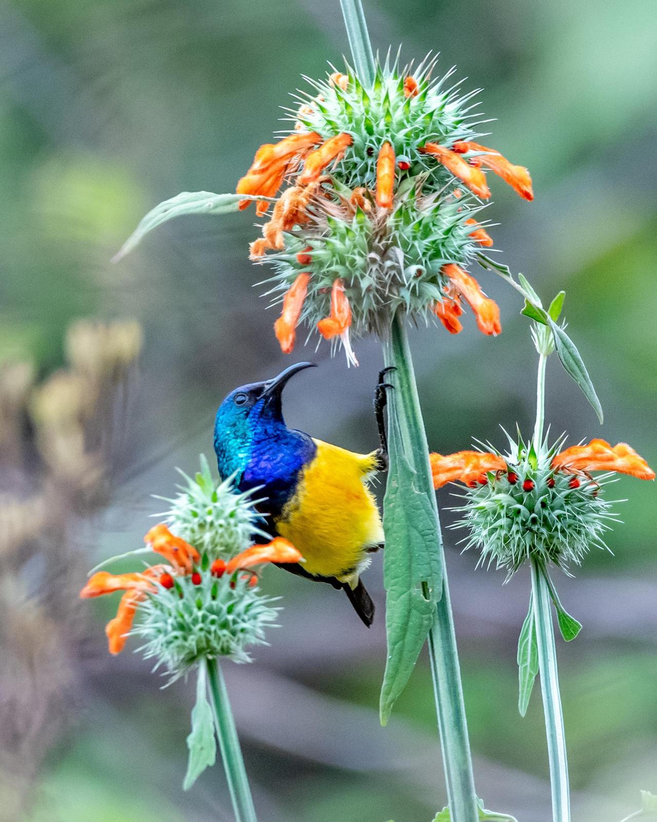 Collared Sunbird Photo by Harold Davis