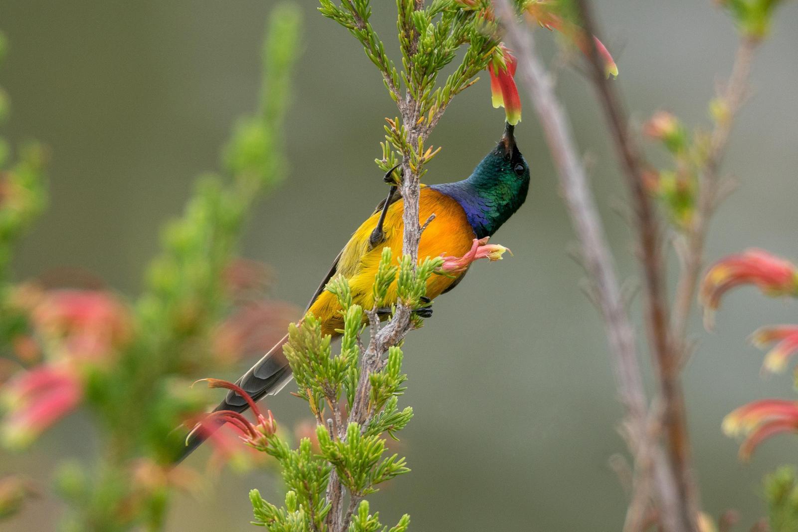Orange-breasted Sunbird Photo by Gerald Hoekstra