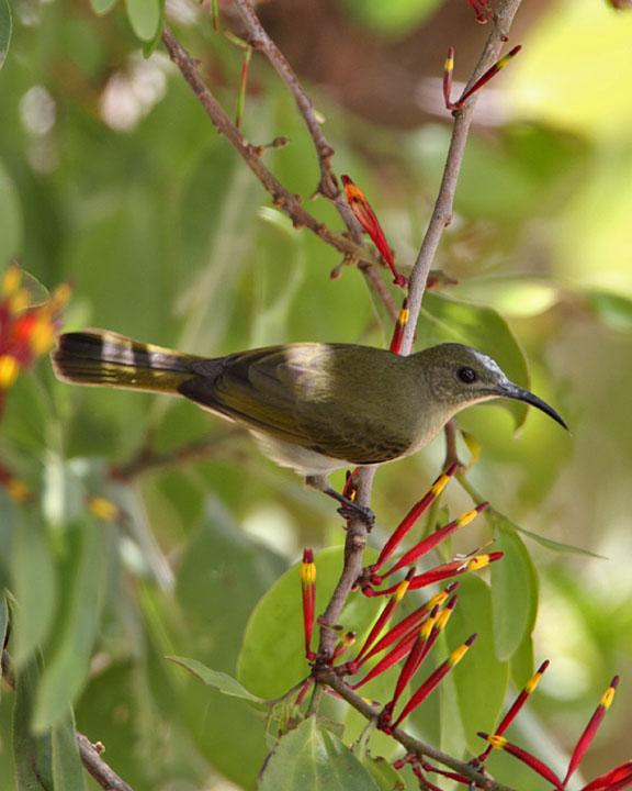 Olive Sunbird Photo by Jack Jeffrey