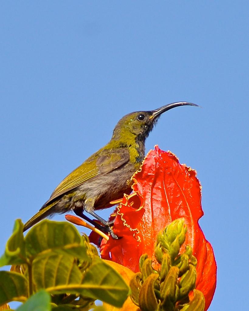 Olive Sunbird Photo by Gerald Friesen