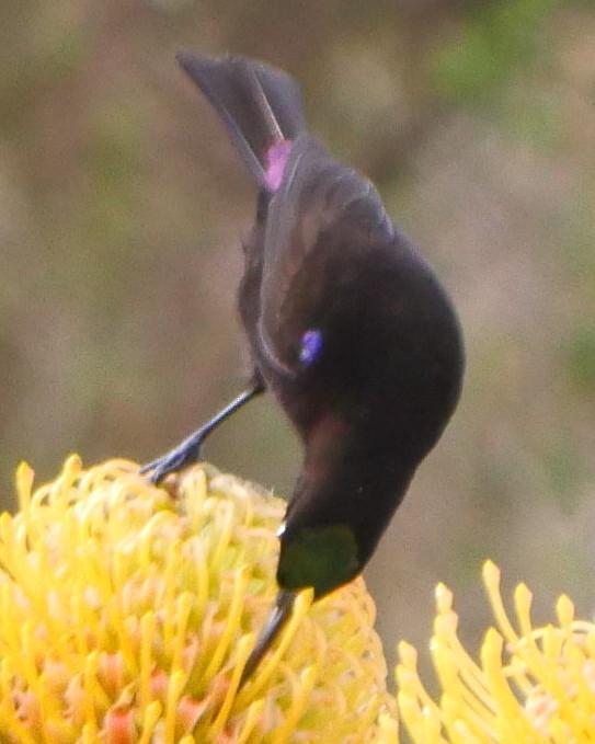Amethyst Sunbird Photo by Peter Lowe