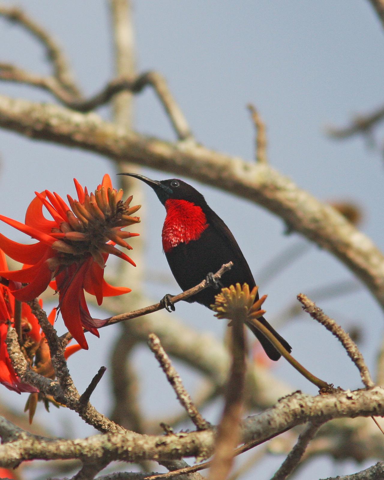 Scarlet-chested Sunbird Photo by Henk Baptist