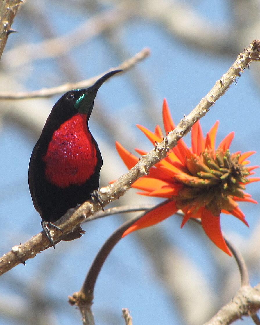 Scarlet-chested Sunbird Photo by Richard  Lowe