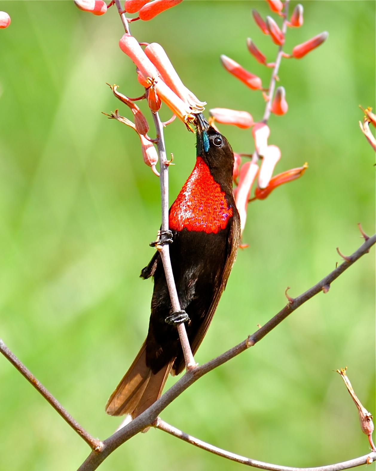 Scarlet-chested Sunbird Photo by Gerald Friesen