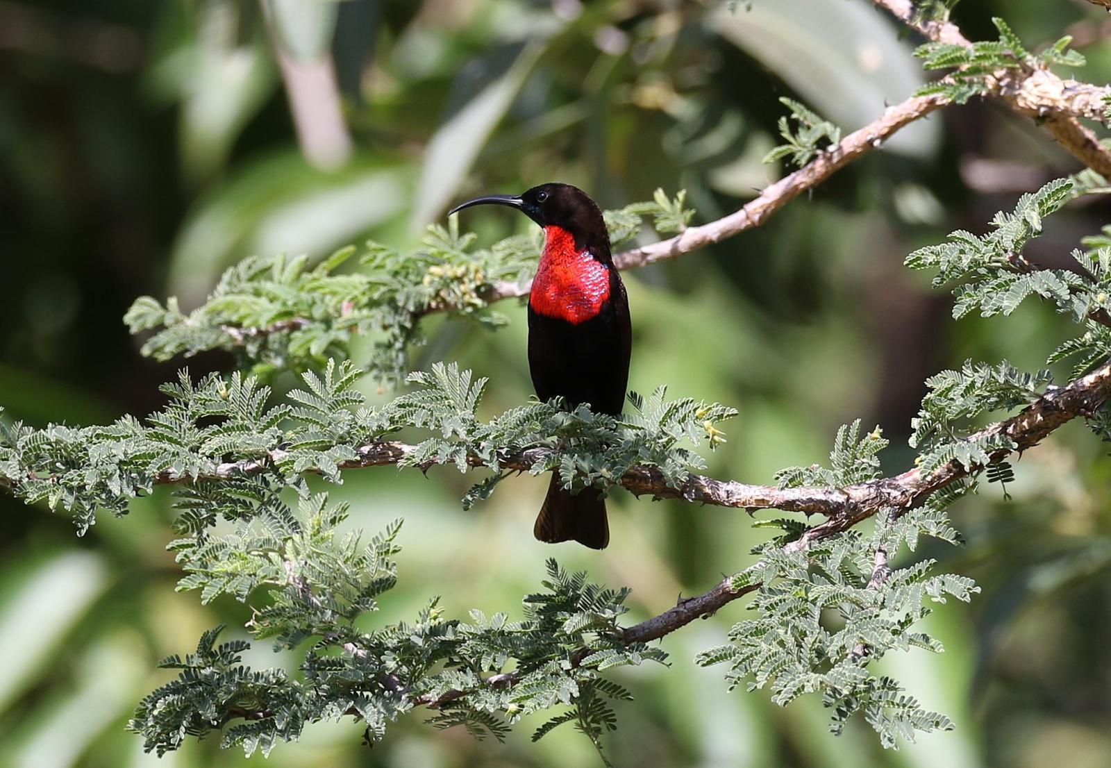 Scarlet-chested Sunbird Photo by Nate Dias