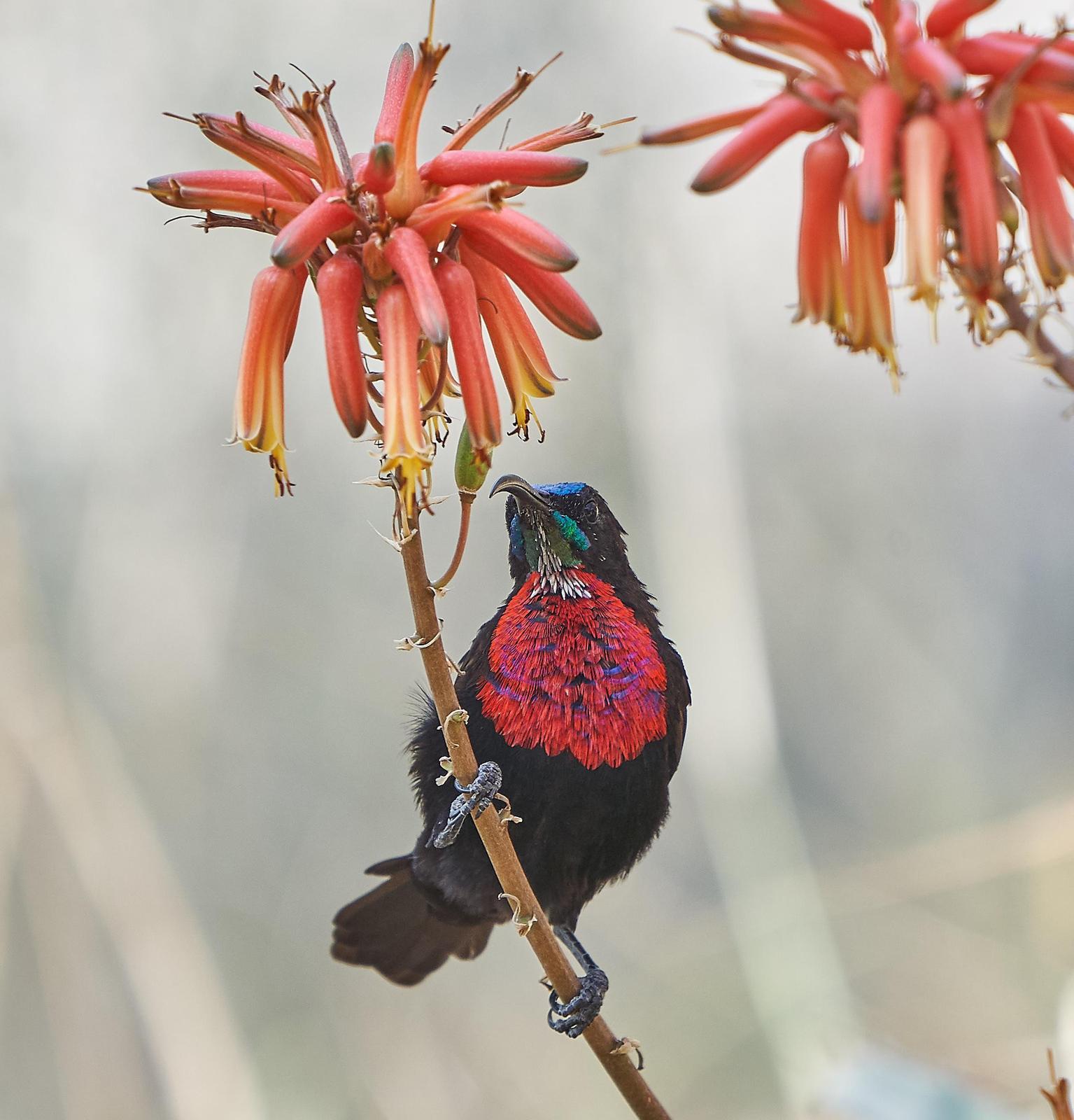 Scarlet-chested Sunbird Photo by Steven Cheong