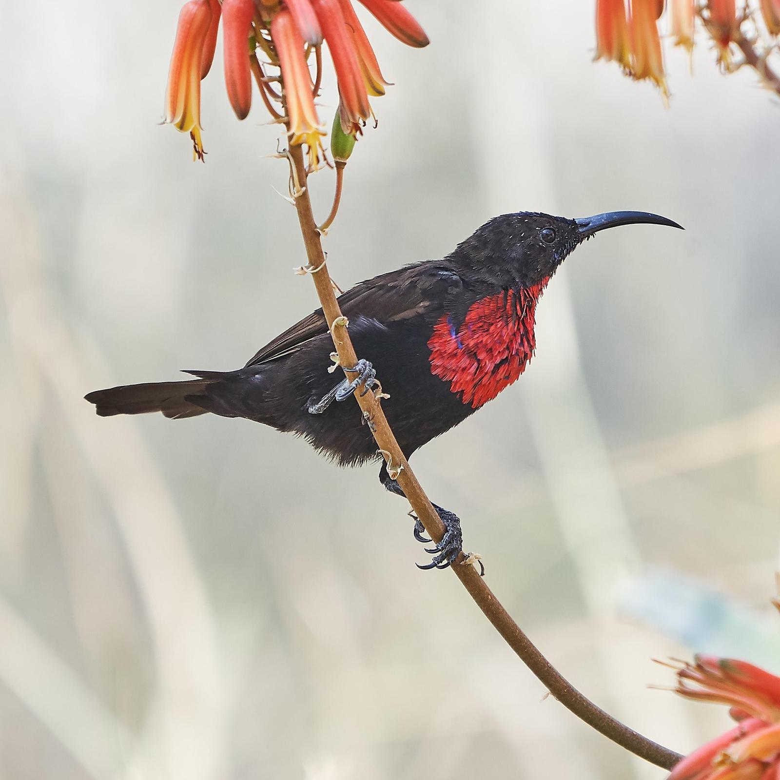 Scarlet-chested Sunbird Photo by Steven Cheong