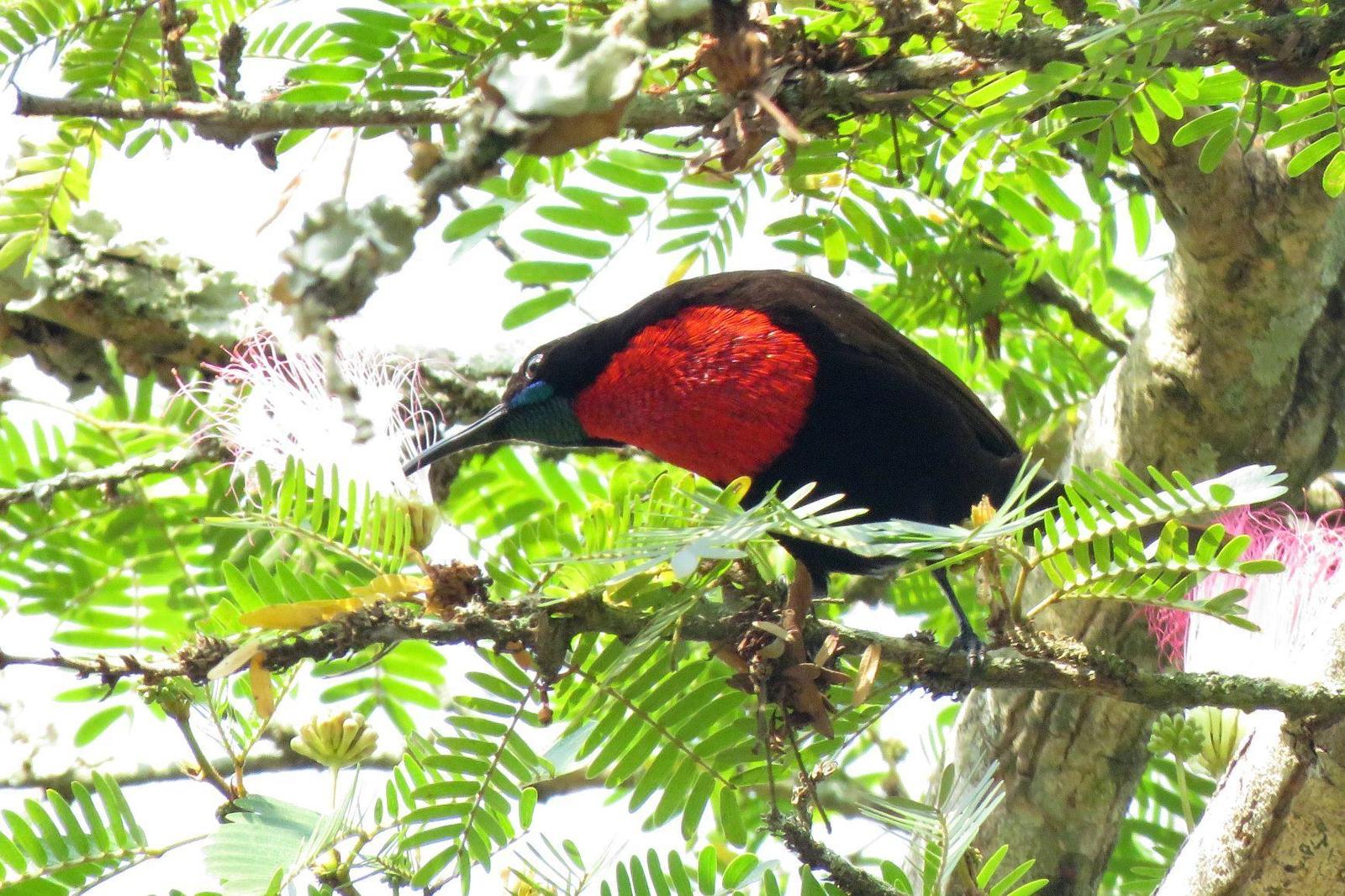Scarlet-chested Sunbird Photo by Cyndee Pelt