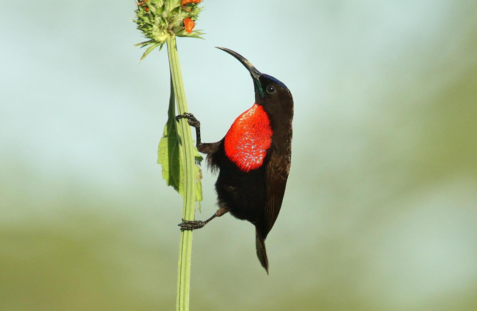 Scarlet-chested Sunbird Photo by Matthew McCluskey