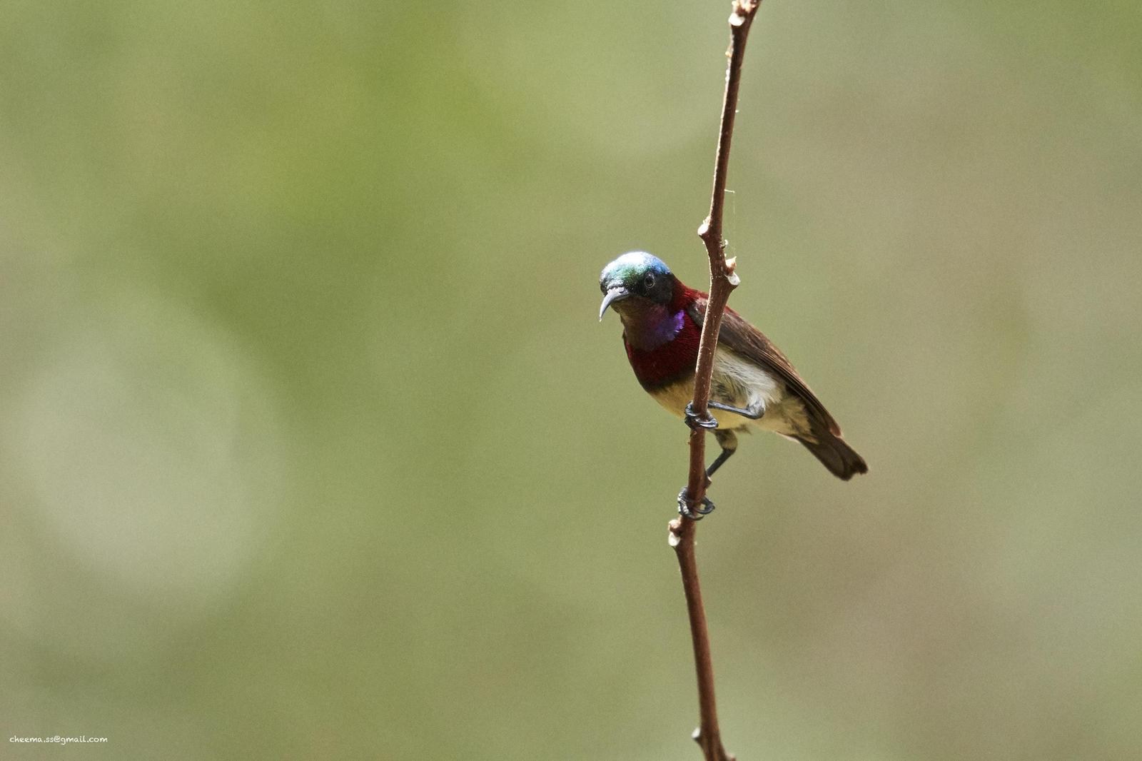 Crimson-backed Sunbird Photo by Simepreet Cheema