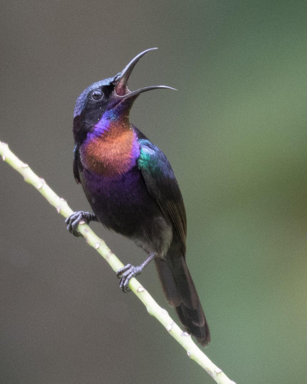 Copper-throated Sunbird Photo by Robert Lewis