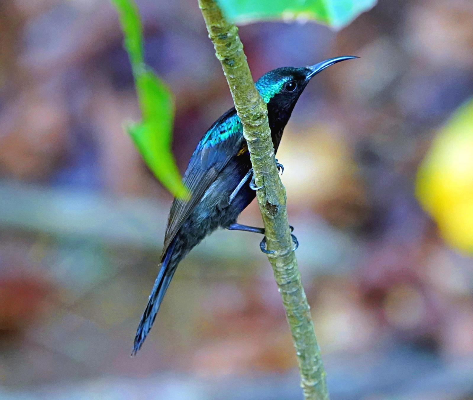 Copper-throated Sunbird Photo by Steven Cheong