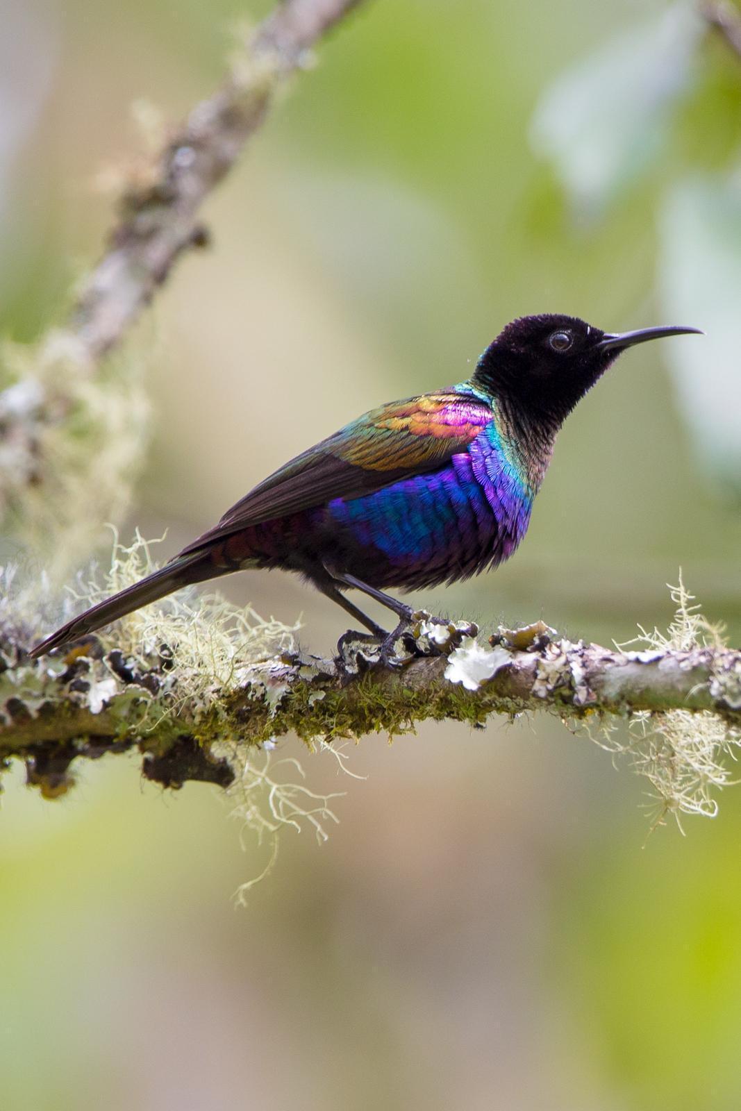 Purple-breasted Sunbird Photo by Rhys Marsh