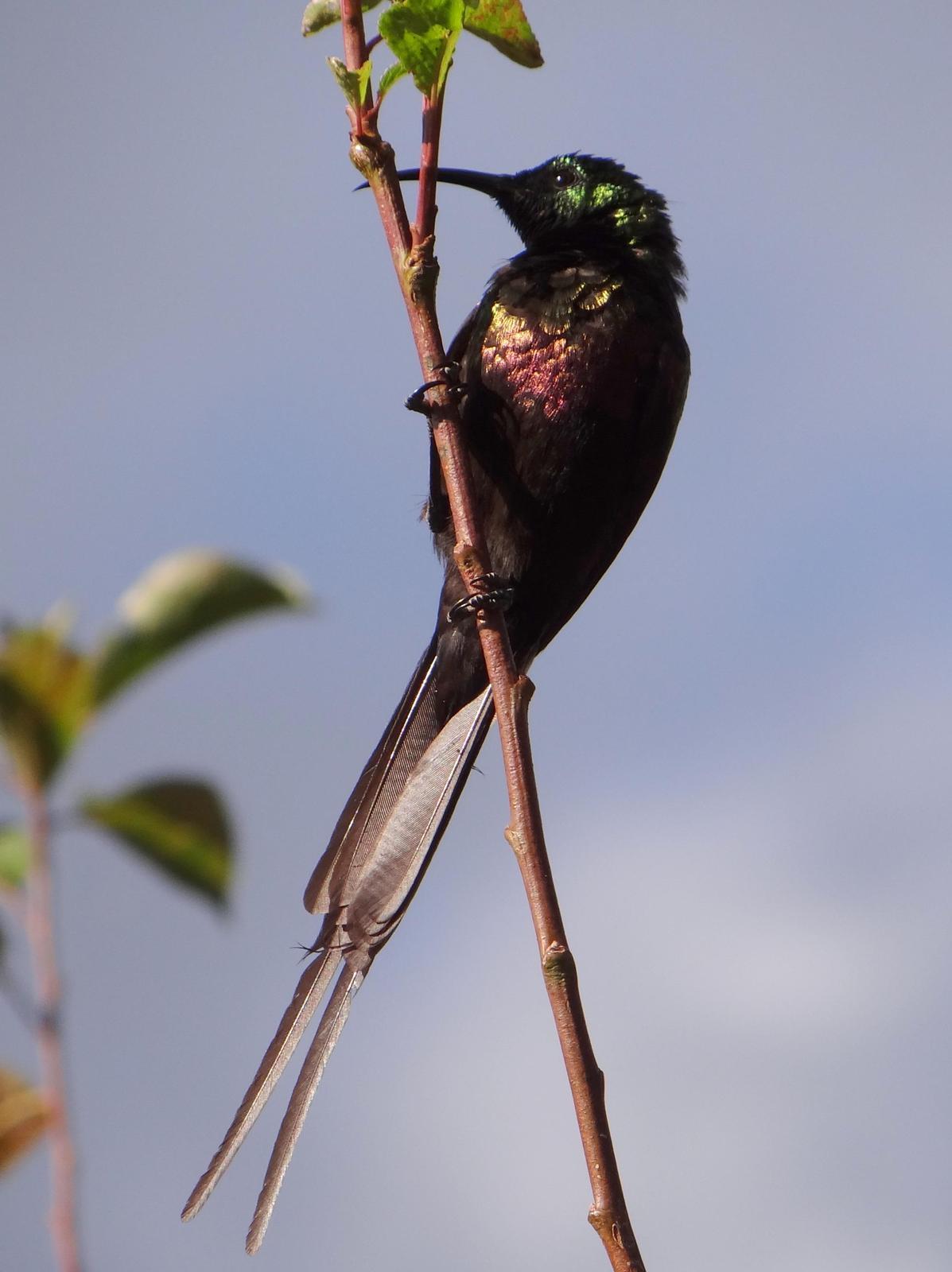 Bronze Sunbird Photo by Todd A. Watkins